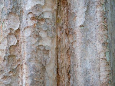 Doğal arkaplan ve doku için ağaç kabuğunun tam çerçevesi