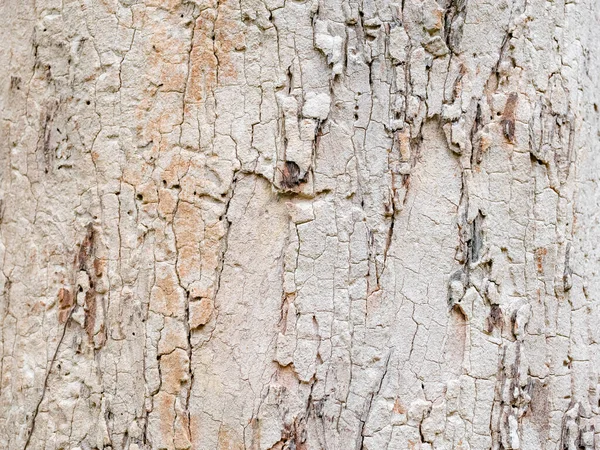 Повна Кора Рами Дерева Природного Фону Текстури — стокове фото