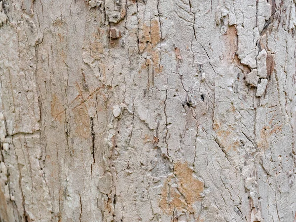 Casca Armação Cheia Árvore Para Fundo Natural Textura — Fotografia de Stock