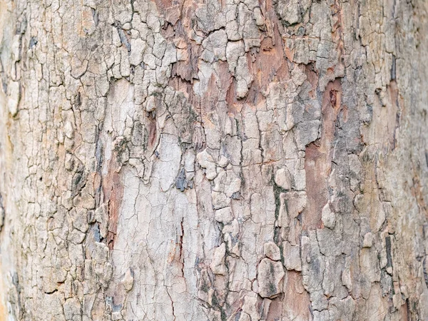 Corteccia Pieno Telaio Albero Sfondo Naturale Consistenza — Foto Stock