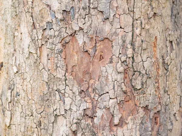 Écorce Arbre Plein Cadre Pour Fond Naturel Texture — Photo