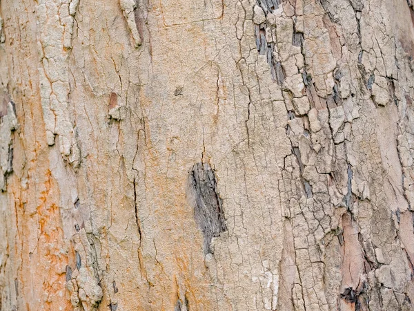 Écorce Arbre Plein Cadre Pour Fond Naturel Texture — Photo