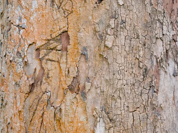 Écorce Arbre Plein Cadre Pour Fond Naturel Texture — Photo