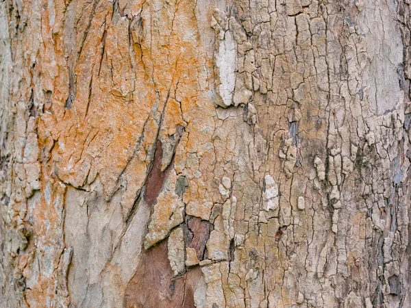 树全框架树皮 具有自然背景和纹理 — 图库照片