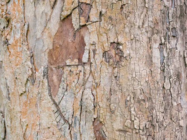 Volledig Frame Schors Van Boom Voor Natuurlijke Achtergrond Textuur — Stockfoto