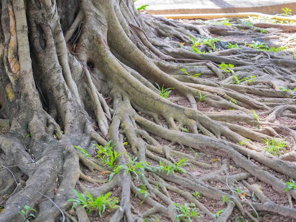 Tronco Marrone Banyan Albero Foresta Sfondo — Foto Stock