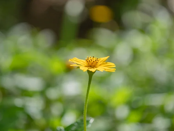 三叶草 Wedelia Trilobata 三叶草 Sphagneticola Trilobata 爬行雏菊 尾随雏菊 爬行牛眼 爬行紫锥菊 — 图库照片