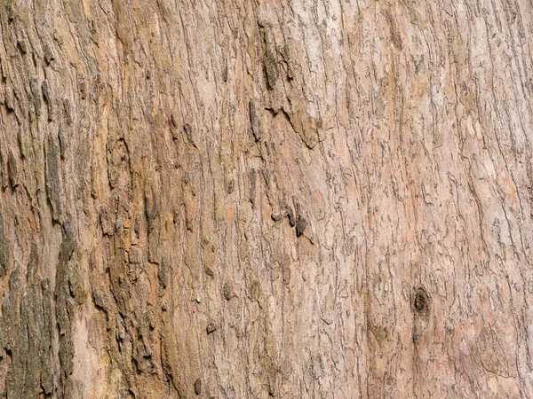 Casca Armação Cheia Árvore Para Fundo Natural Textura — Fotografia de Stock