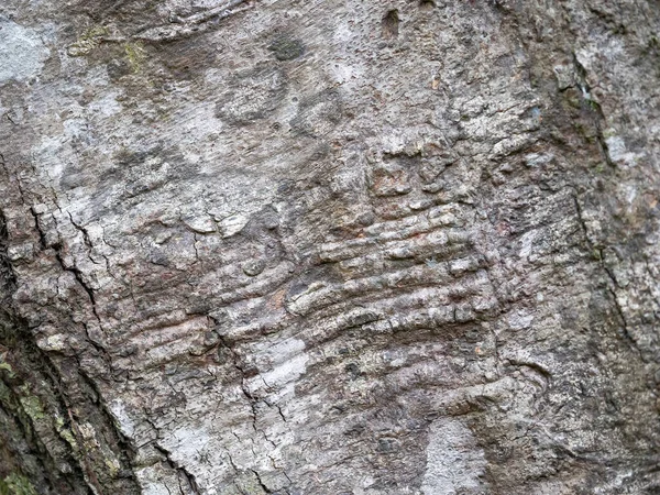 Vollrahmenrinde Des Baumes Für Natürlichen Hintergrund Und Textur — Stockfoto