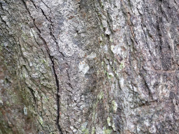 Full Frame Bark Tree Natural Background Texture — Stock Photo, Image