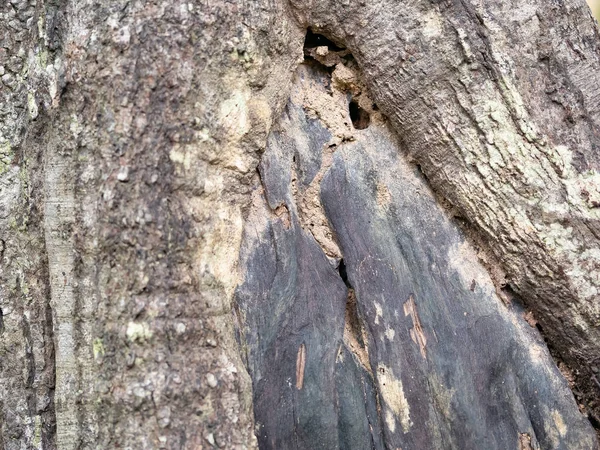 Vollrahmenrinde Des Baumes Vollrahmenrinde Des Baumes Mit Termitenweg Für Natürlichen — Stockfoto