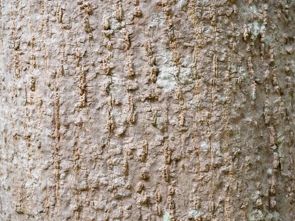 Φλοιός Δέντρου Πλήρους Πλαισίου Για Φυσικό Υπόβαθρο Και Υφή — Φωτογραφία Αρχείου