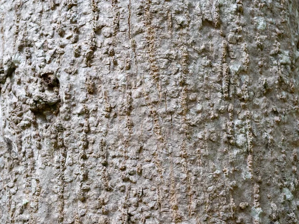 Volledig Frame Schors Van Boom Voor Natuurlijke Achtergrond Textuur — Stockfoto