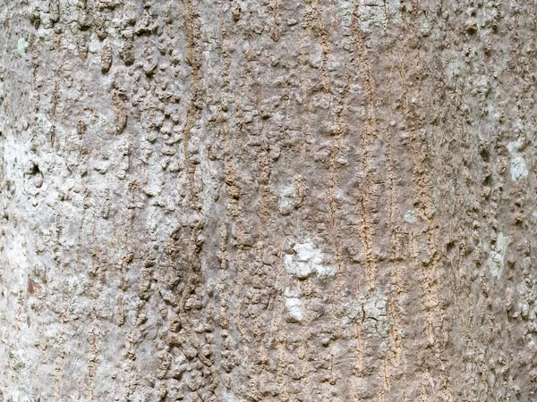 Volledig Frame Schors Van Boom Voor Natuurlijke Achtergrond Textuur — Stockfoto