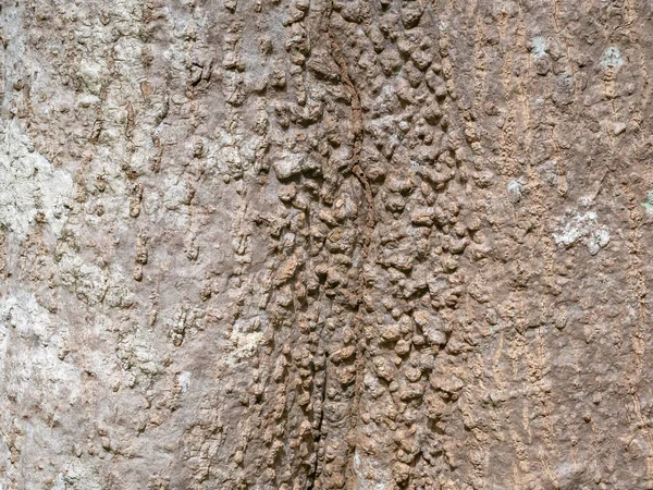 Volledig Frame Schors Van Boom Voor Natuurlijke Achtergrond Textuur — Stockfoto