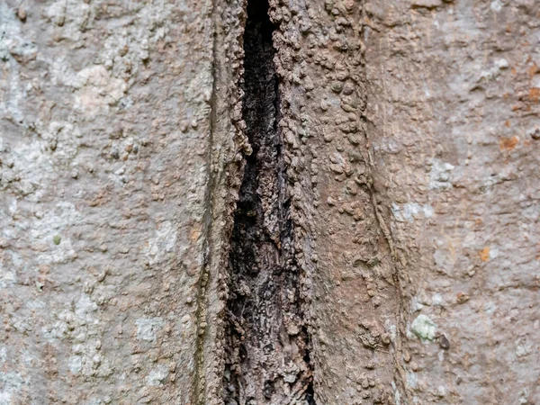자연적 질감을 나무의 프레임 나무껍질 — 스톡 사진