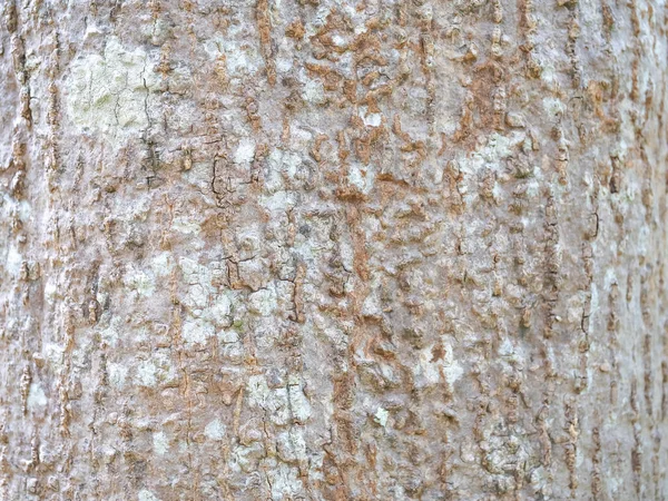 Écorce Arbre Plein Cadre Pour Fond Naturel Texture — Photo