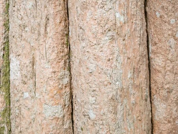 Casca Armação Cheia Árvore Para Fundo Natural Textura — Fotografia de Stock