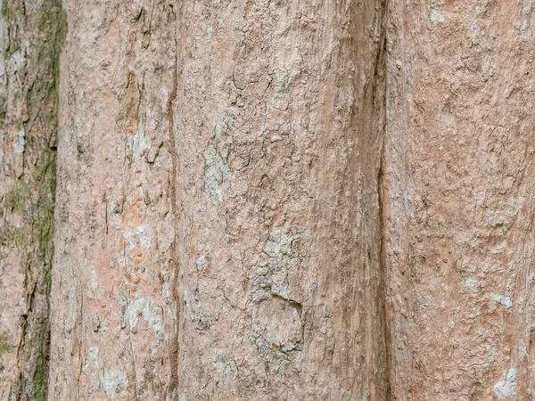 Vollrahmenrinde Des Baumes Für Natürlichen Hintergrund Und Textur — Stockfoto