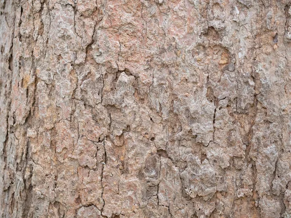 Corteza Marco Completo Árbol Para Fondo Natural Textura —  Fotos de Stock