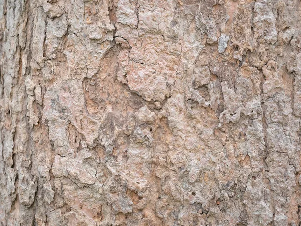 Corteza Marco Completo Árbol Para Fondo Natural Textura —  Fotos de Stock
