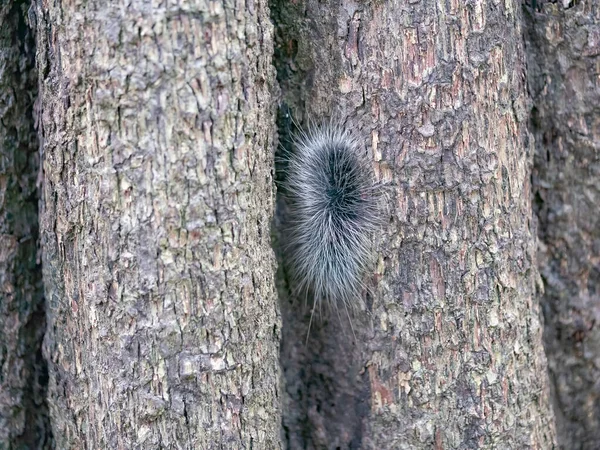 Черная Волосатая Гусеница Большой Волосатый Червь Коре Ствола Дерева Естественном — стоковое фото