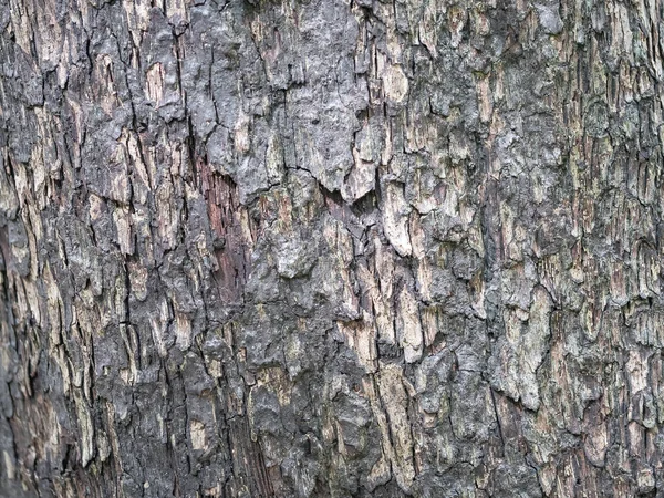 Écorce Arbre Plein Cadre Pour Fond Naturel Texture — Photo