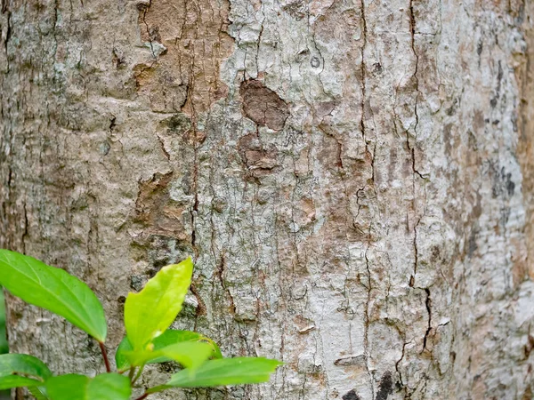 Full Frame Bark Tree Green Leaves Natural Background Texture — Stock Photo, Image