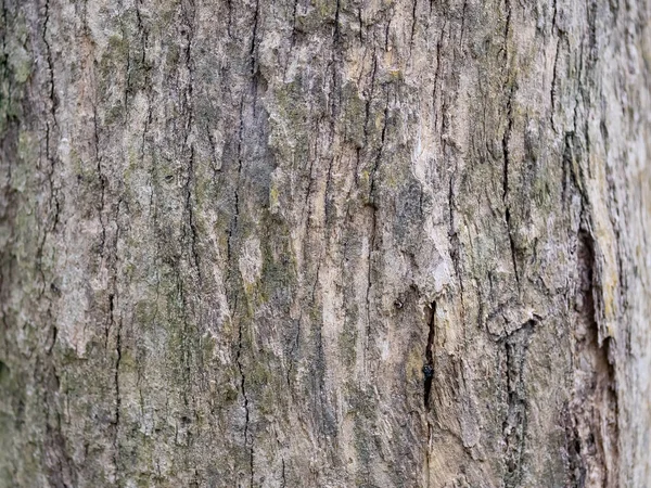 Vollrahmenrinde Des Baumes Für Natürlichen Hintergrund Und Textur — Stockfoto