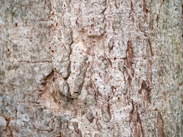 자연적 질감을 나무의 프레임 나무껍질 — 스톡 사진