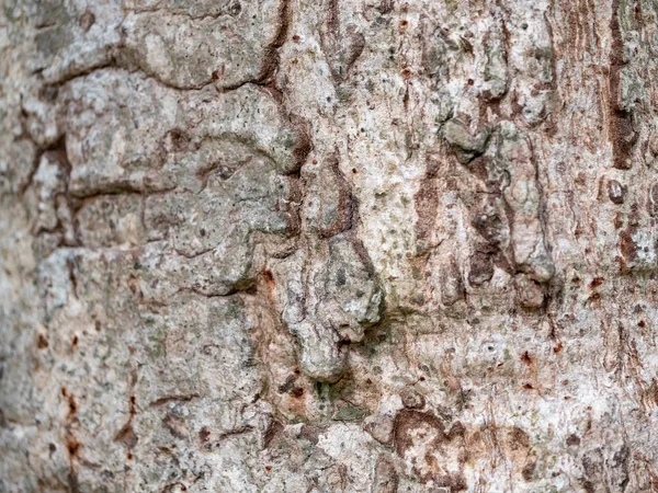 Corteza Marco Completo Árbol Para Fondo Natural Textura —  Fotos de Stock