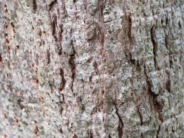 Кора Дерева Естественного Фона Текстуры — стоковое фото