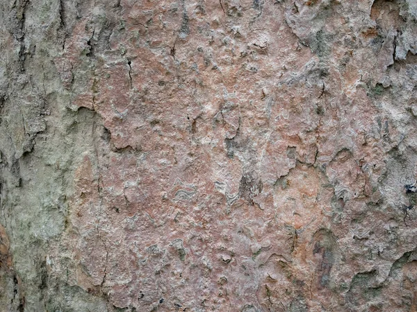Повна Кора Рами Дерева Природного Фону Текстури — стокове фото