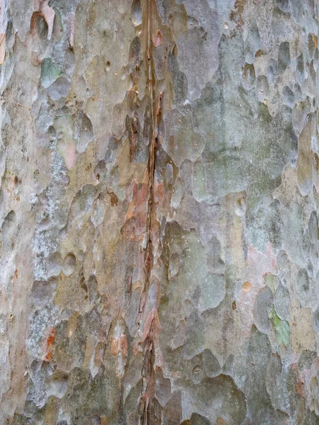 自然な背景と質感のための木の完全なフレーム樹皮 — ストック写真