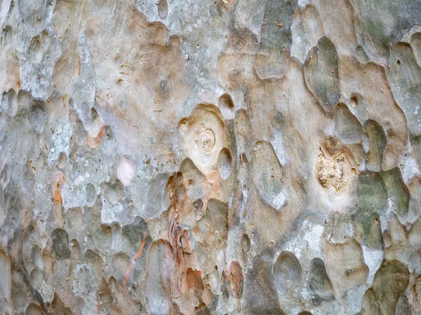 Écorce Arbre Plein Cadre Pour Fond Naturel Texture — Photo