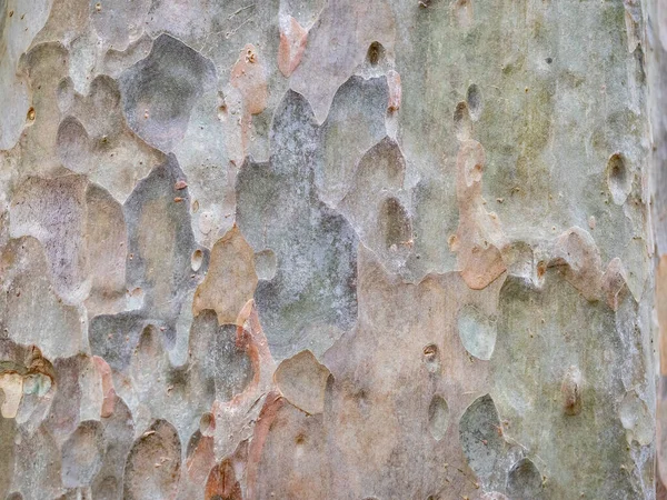 Full Ram Bark Träd För Naturlig Bakgrund Och Textur — Stockfoto