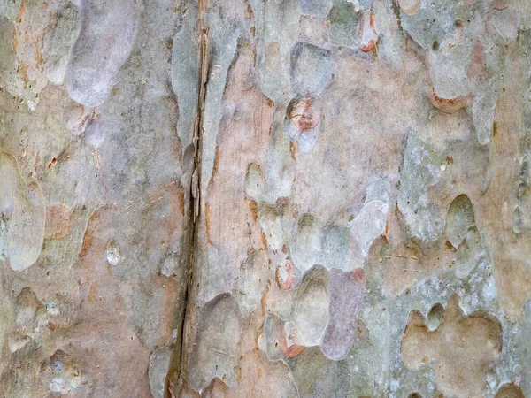 Écorce Arbre Plein Cadre Pour Fond Naturel Texture — Photo