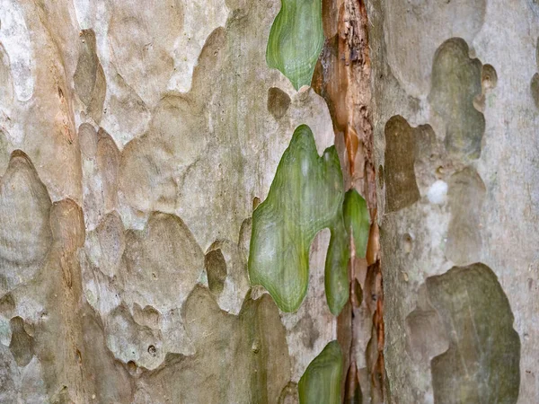 Corteza Marco Completo Árbol Para Fondo Natural Textura — Foto de Stock