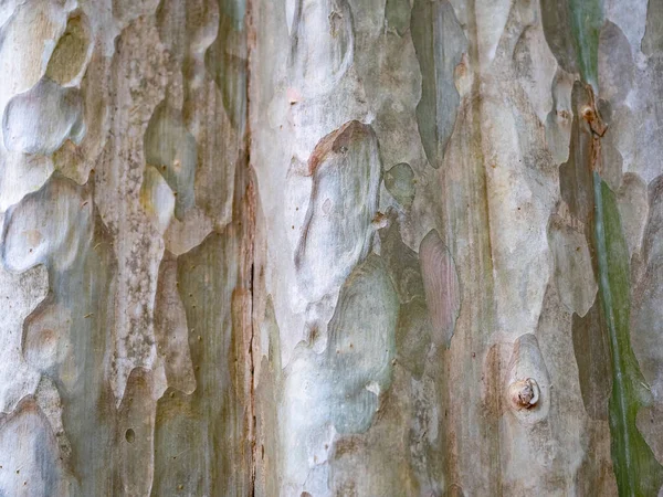 Full Ram Bark Träd För Naturlig Bakgrund Och Textur — Stockfoto