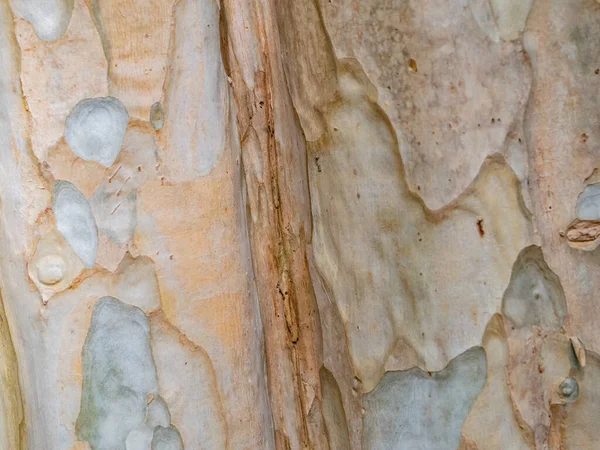 Corteza Marco Completo Árbol Para Fondo Natural Textura — Foto de Stock