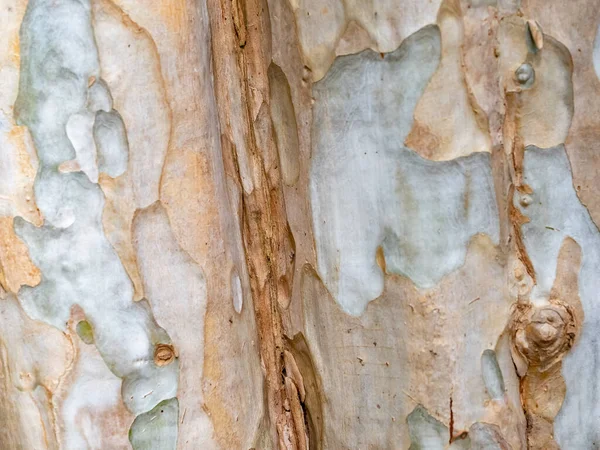 Corteza Marco Completo Árbol Para Fondo Natural Textura — Foto de Stock