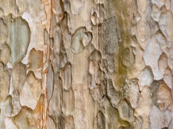 Full Ram Bark Träd För Naturlig Bakgrund Och Textur — Stockfoto