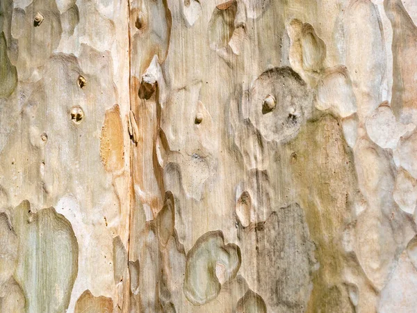 Φλοιός Δέντρου Πλήρους Πλαισίου Για Φυσικό Υπόβαθρο Και Υφή — Φωτογραφία Αρχείου