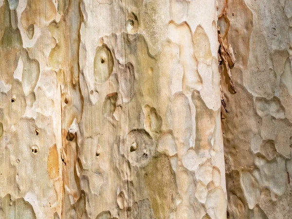 Corteccia Pieno Telaio Albero Sfondo Naturale Consistenza — Foto Stock