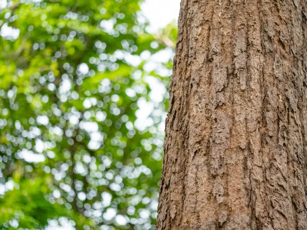 Volledige Frame Schors Van Boom Met Bokeh Voor Natuurlijke Achtergrond Stockafbeelding