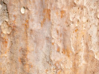 Doğal arkaplan ve doku için ağaç kabuğunun tam çerçevesi