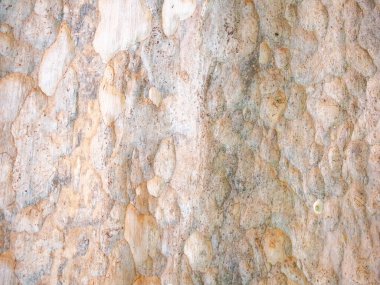 Doğal arkaplan ve doku için ağaç kabuğunun tam çerçevesi