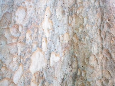 Doğal arkaplan ve doku için ağaç kabuğunun tam çerçevesi