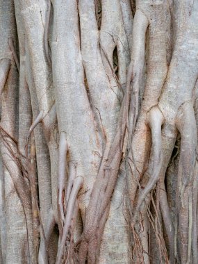 kahverengi gövde banyan ağacı ormanı arka planı