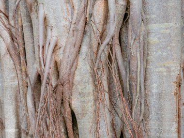 kahverengi gövde banyan ağacı ormanı arka planı